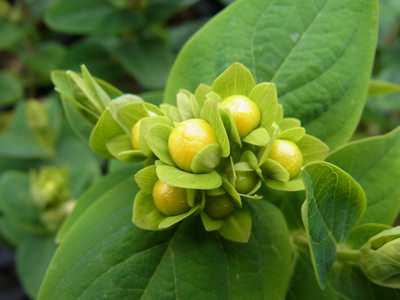 ヒペリカム(*^^*) ココカジノ - 株式会社フローラルジャパン