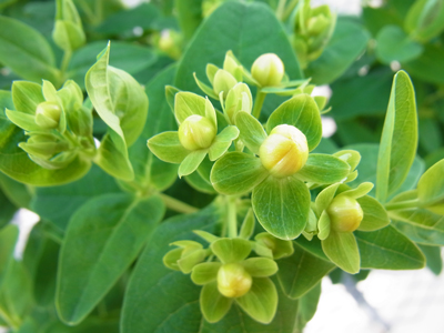 ヒペリカムってどんな植物 長野県駒ヶ根市で ヒペリカム あじさい ガーデンシクラメンなど鉢花を生産