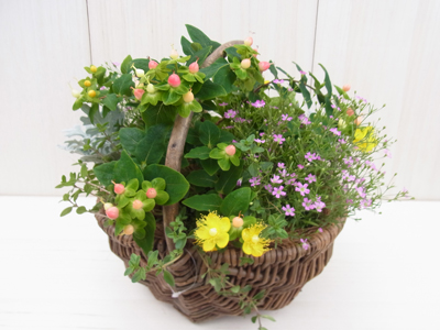 ヒペリカム寄せ植えの提案と販売 長野県駒ヶ根市で ヒペリカム あじさい ガーデンシクラメンなど鉢花を生産