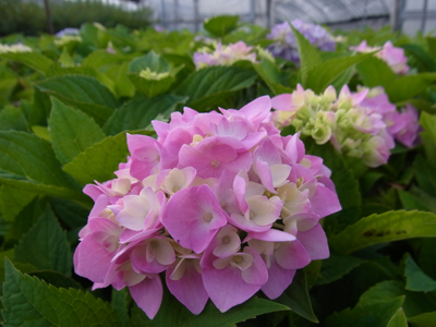 あじさい 霧島の恵 のサイズ 長野県駒ヶ根市で ヒペリカム あじさい ガーデンシクラメンなど鉢花を生産 あじさい 霧島の恵 のサイズ 長野県駒ヶ根市で ヒペリカム あじさい ガーデンシクラメンなど鉢花を生産