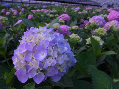 あじさい 霧島の恵 のサイズ 長野県駒ヶ根市で ヒペリカム あじさい ガーデンシクラメンなど鉢花を生産 あじさい 霧島の恵 のサイズ 長野県駒ヶ根市で ヒペリカム あじさい ガーデンシクラメンなど鉢花を生産