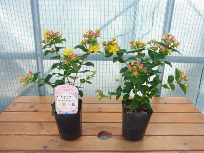 ヒペリカムの品種とサイズ 長野県駒ヶ根市で ヒペリカム あじさい ガーデンシクラメンなど鉢花を生産